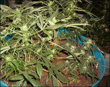 20110305-cannabis dea kentucky032003_fig2_hr.jpg